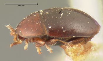 Media type: image;   Entomology 6674 Aspect: habitus lateral view